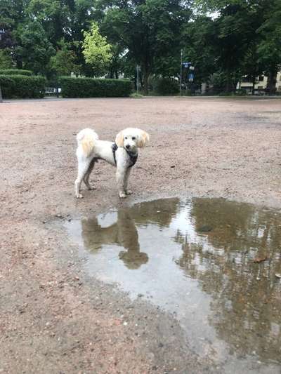 Dogorama Photo Challenge - Spieglein Spieglein . . .-Beitrag-Bild