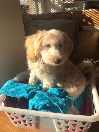 Mischlinge raten - Rätselspaß-Beitrag-Bild