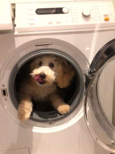 Dogorama Photo Challenge - Rund-Beitrag-Bild