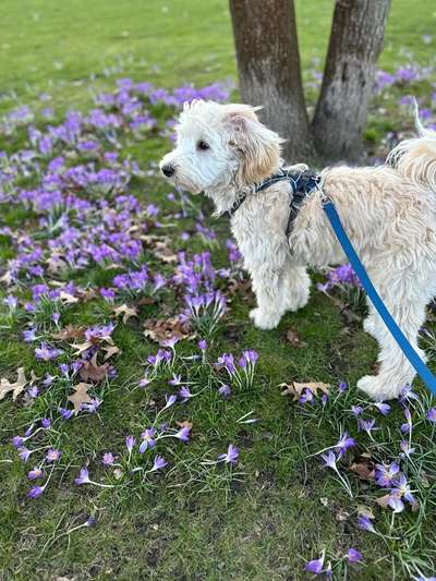 Dogorama Photo Challenge - die ersten Frühjahrsblumen-Beitrag-Bild