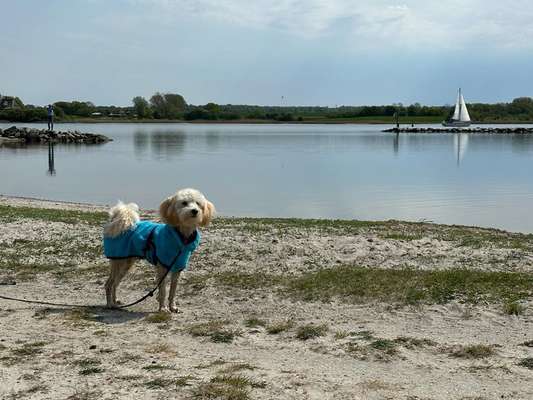 Handy Fotochallenge Nr. 52: Dein Hund mit blauem Himmel-Beitrag-Bild