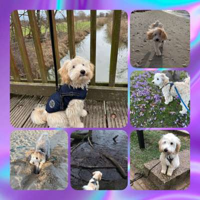 29. Collagen Challenge - Wandern mit Hund-Beitrag-Bild