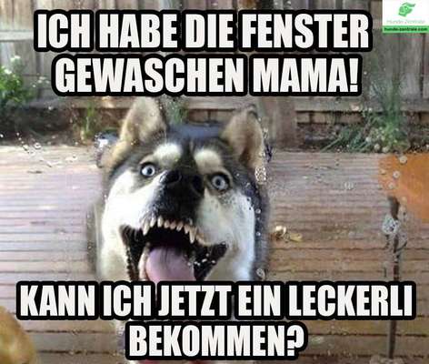 Hunde Memes-Beitrag-Bild