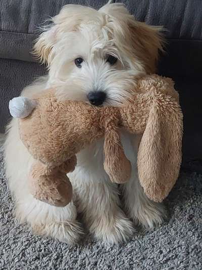 40.Collagen Challenge - Hundefreunde-Beitrag-Bild