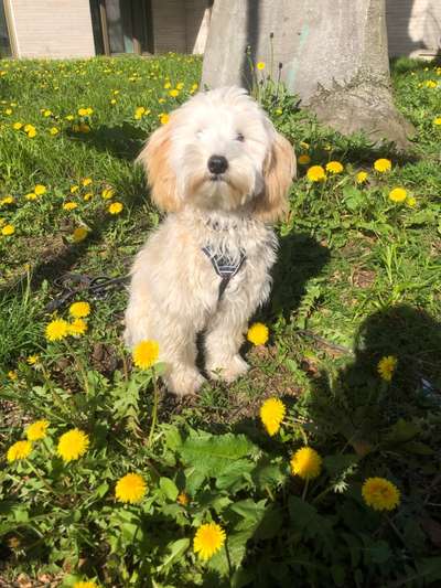 9.Farben-Fotochallenge            Gelb-Beitrag-Bild