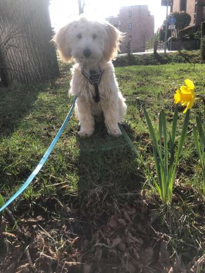 47. Collage Challenge - Sag's mit Blumen-Beitrag-Bild