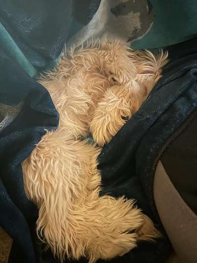 lustige Hunde Fotos-Beitrag-Bild