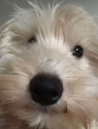 Zeigt her eure Hundenasen-Beitrag-Bild