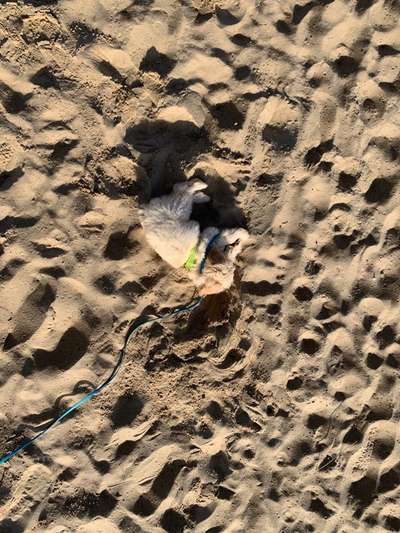 Dogorama Photo Challenge - Versteckspiel-Beitrag-Bild