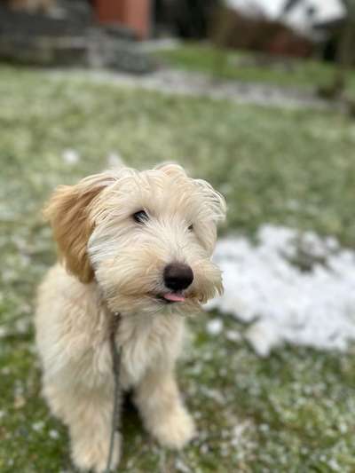 20. Collagen Challenge - "Lustige Schnappschüsse"-Beitrag-Bild