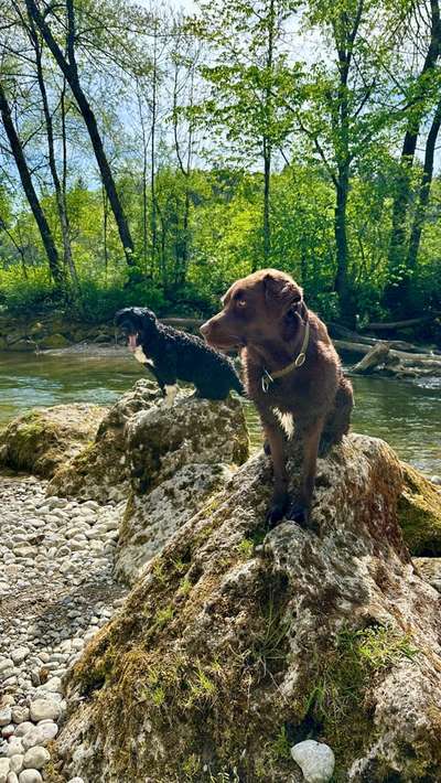 aktuelles Foto Gruppe Aussiedor