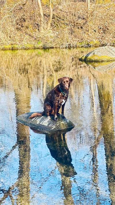 Hundetreffen-Gassirunden - Hundefreundschaften-Bild