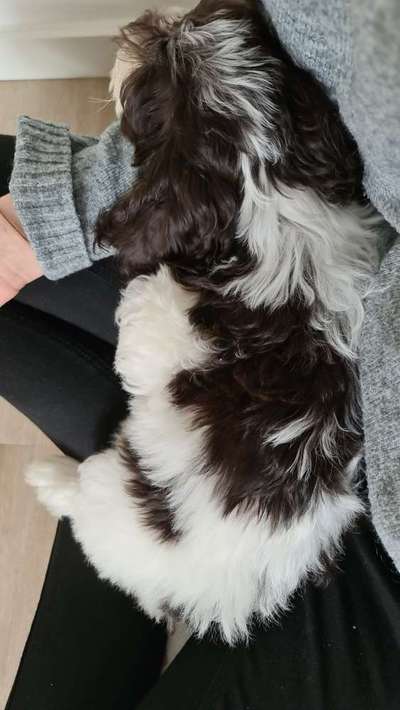 Welpen-Blues und Panikattacken-Beitrag-Bild