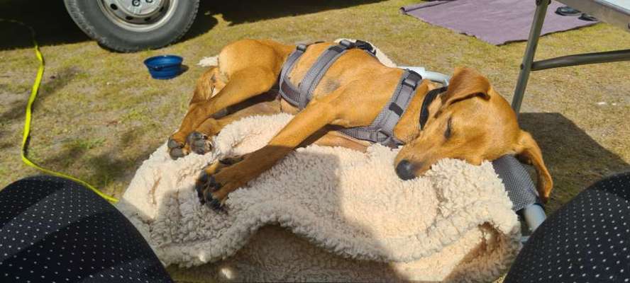 Hund aus dem Spanischen Tierschutz-Beitrag-Bild