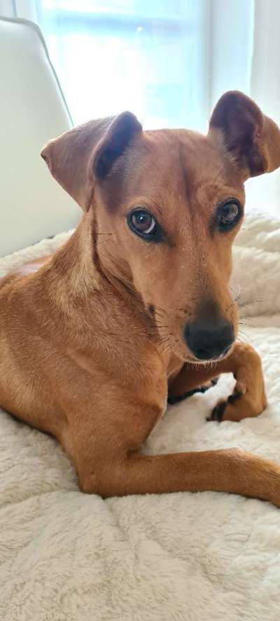 Podencomischling oder Podenco-Beitrag-Bild