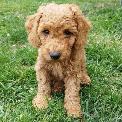 Hundetreffen-Welpentreffen Umkreis Hofheim-Profilbild