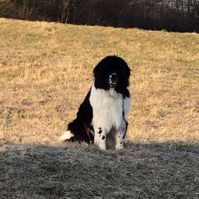 Hundetreffen-Neue Fellnasen und ihre Herrchen kennen lernen-Profilbild