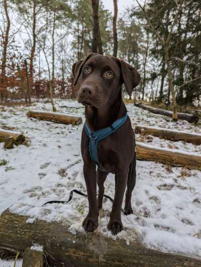 Hundetreffen-Welpentreffen-Bild