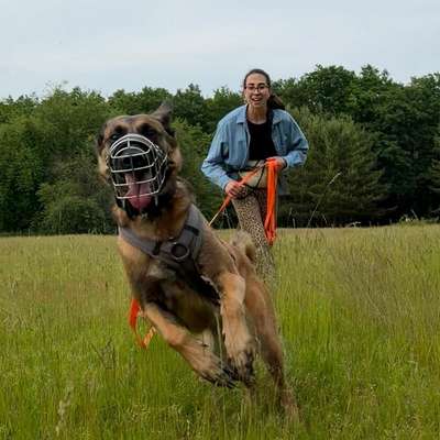 Hundetreffen-🐾 Gemeinsame Spaziergänge-Bild