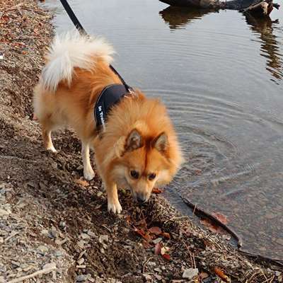 Hundetreffen-Trainingsspaziergang/Hundebegegnungen/Leinenpöpler-Bild