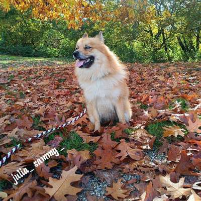 Hundetreffen-Spielen, Hunde sozialisieren-Bild