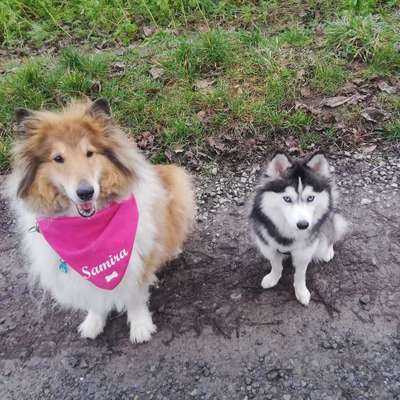 Hundetreffen-Spaziergänge mit Fellnasen Nähe Riegelsberg im Saarland-Bild