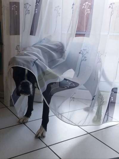 Lustige Bilder-Beitrag-Bild