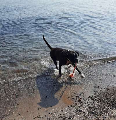 Dogorama-Monats-Challenge-Mai "Wasser"-Beitrag-Bild