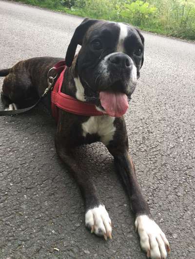 Deutsche Boxer-Beitrag-Bild