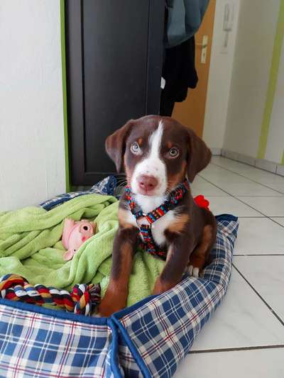 Hundetreffen-Welpentreff-Bild