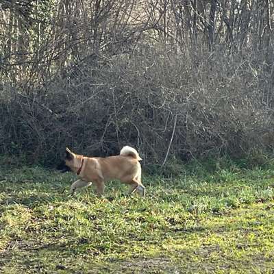 Hundetreffen-Hundetreffen 1230 Wien