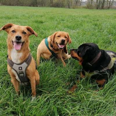 Hundetreffen-Spielpartner gesucht-Bild