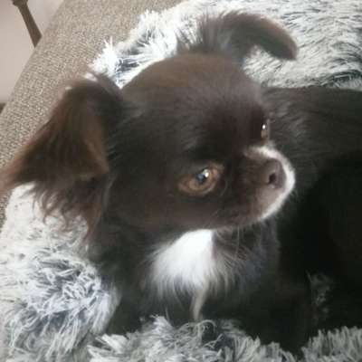 Hundetreffen-Suche Hundefreunde