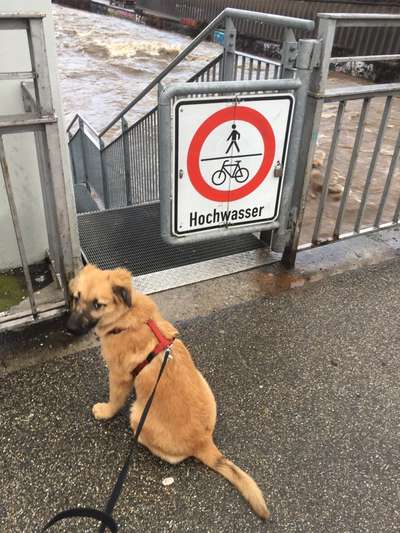 Dogorama-Monats-Challenge-Mai "Wasser"-Beitrag-Bild