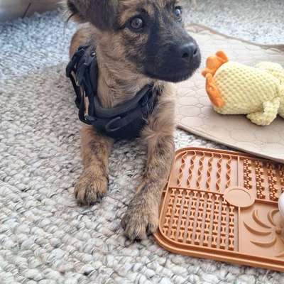 Hundetreffen-Spaziertreffen-Bild