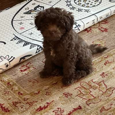 Hundetreffen-Welpentreffen Gevelsberg-Bild