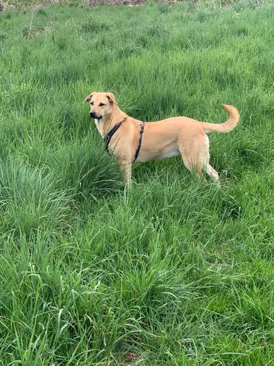 Auslandstierschutz-Beitrag-Bild