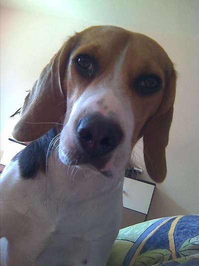 CHALLENGE NR. 19 - Der Hundeblick-Beitrag-Bild