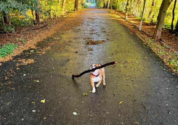 Hundetreffen-gemeinsamer Spaziergang & größere standfeste Spielkameraden gesucht ..-Bild