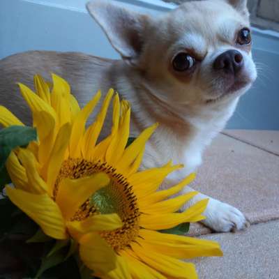 Die Dogorama Kalender Challenge 4/4-Beitrag-Bild