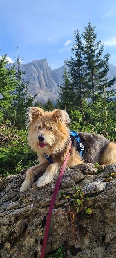 Mischlingshunde Foto Aufruf-Beitrag-Bild