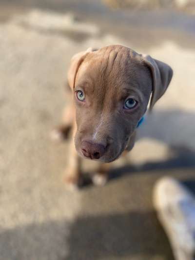 Welpen Bilder !-Beitrag-Bild