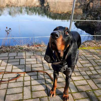 Dogorama Photo Challenge - Hundeblick zum hinschmelzen-Beitrag-Bild