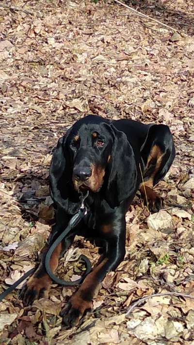 Seltene Rassen!-Beitrag-Bild