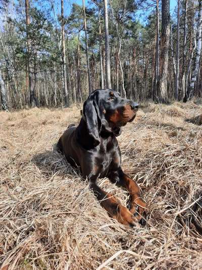 Black and tan Coonhound-Beitrag-Bild