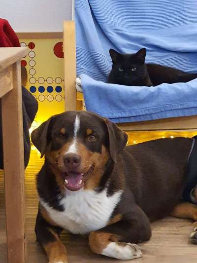 Appenzeller Sennenhunde-Beitrag-Bild