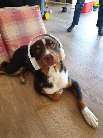 Appenzeller Sennenhunde-Beitrag-Bild