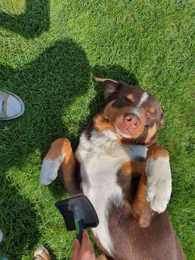 Appenzeller Sennenhunde-Beitrag-Bild