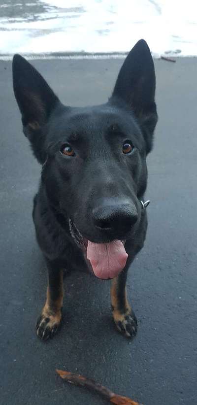 Schäferhund-Beitrag-Bild