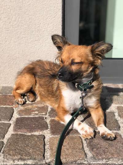 Straßenhund - welche Rassen wohl bei ihr dabei sind?-Beitrag-Bild